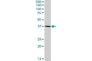 BCAT2 MaxPab polyclonal antibody. (BCAT2 antibody  (AA 1-392))