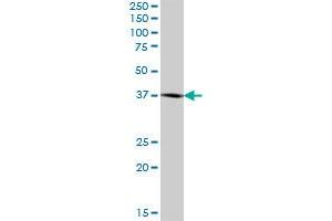 BCAT2 MaxPab polyclonal antibody.