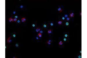 Immunofluorescence (IF) image for anti-CD3 (CD3) antibody (Alexa Fluor 488) (ABIN2657384) (CD3 antibody  (Alexa Fluor 488))