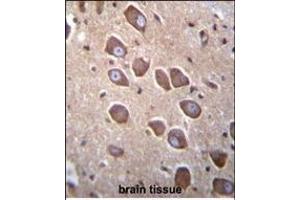 PCDHA3 Antibody (C-term) (ABIN656078 and ABIN2845425) immunohistochemistry analysis in formalin fixed and paraffin embedded human brain tissue followed by peroxidase conjugation of the secondary antibody and DAB staining. (PCDHA3 antibody  (C-Term))