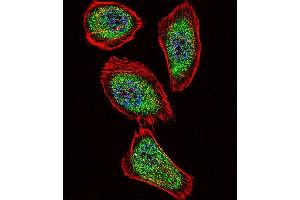 Fluorescent confocal image of  cell stained with IPF Antibody (C-term) (ABIN392141 and ABIN2841873). (PDX1 antibody  (C-Term))