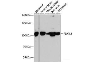 Western blot analysis of extracts of various cell lines using PIWIL4 Polyclonal Antibody at dilution of 1:3000. (PIWIL4 antibody)