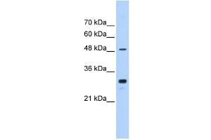 CYP2C9 antibody used at 0. (CYP2C9 antibody  (C-Term))
