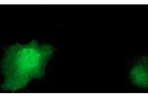 Anti-IL1F6 mouse monoclonal antibody (ABIN2453182) immunofluorescent staining of COS7 cells transiently transfected by pCMV6-ENTRY IL1F6 (RC219328). (IL36A/IL1F6 antibody)