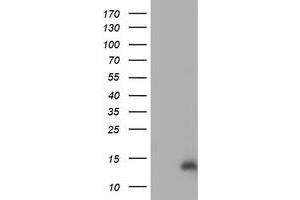 HEK293T cells were transfected with the pCMV6-ENTRY control (Left lane) or pCMV6-ENTRY CHCHD5 (Right lane) cDNA for 48 hrs and lysed. (CHCHD5 antibody  (AA 1-110))