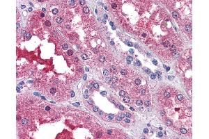Anti-EDG3 / S1P3 antibody IHC of human kidney. (S1PR3 antibody  (N-Term))