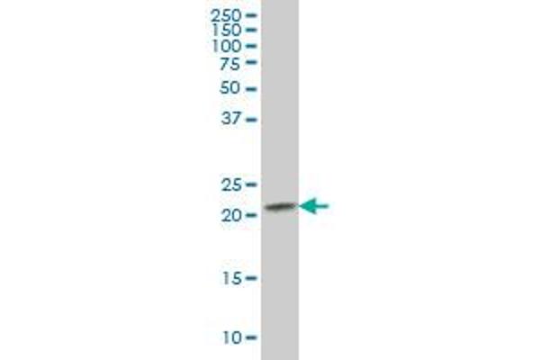 RAB2B antibody  (AA 127-216)