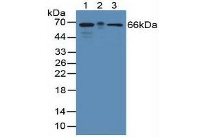 Figure. (KHDRBS1 antibody  (AA 156-381))