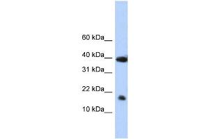 WB Suggested Anti-POLR2I Antibody Titration:  0. (POLR2I antibody  (N-Term))