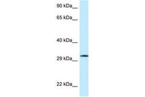 Image no. 1 for anti-Guanosine Monophosphate Reductase (GMPR) (AA 273-322) antibody (ABIN6747794) (GMPR antibody  (AA 273-322))