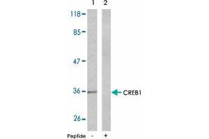 Western blot analysis of the extracts from NIH/3T3 cells , using CREB1 polyclonal antibody  . (CREB1 antibody  (Ser129))