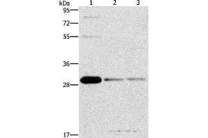 Western blot analysis of HepG2, Raji and 293T cell, using BCL10 Polyclonal Antibody at dilution of 1:950 (BCL10 antibody)
