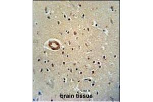 CWC22 antibody (N-term) (ABIN654743 and ABIN2844428) immunohistochemistry analysis in formalin fixed and paraffin embedded human brain tissue followed by peroxidase conjugation of the secondary antibody and DAB staining. (CWC22 antibody  (N-Term))