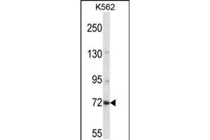Western blot analysis in K562 cell line lysates (35ug/lane). (ZNF132 antibody  (N-Term))