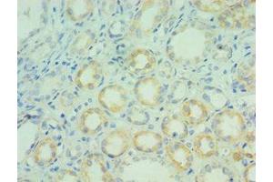 Immunohistochemistry of paraffin-embedded human kidney tissue using ABIN7144316 at dilution of 1:100 (AGR2 antibody  (AA 21-175))