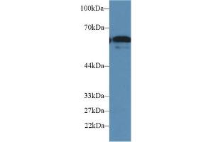 Western Blot; Sample: Human HepG2 cell lysate; Primary Ab: 2µg/ml Rabbit Anti-Mouse FUT4 Antibody Second Ab: 0.