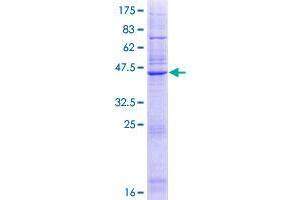 Derlin-3 Protein (AA 1-205) (GST tag)