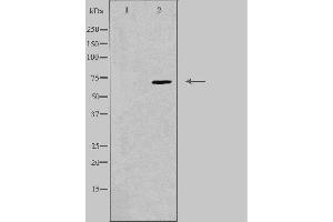 Western blot analysis of extracts from K562 cells, using P2R3B antibody. (PPP2R3B antibody  (Internal Region))