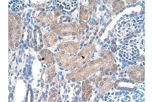 SLA/LP antibody was used for immunohistochemistry at a concentration of 4-8 ug/ml to stain Epithelial cells of renal tubule (arrows) in Human Kidney. (SEPSECS antibody  (N-Term))