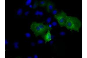 Anti-PSMC3 mouse monoclonal antibody (ABIN2453532) immunofluorescent staining of COS7 cells transiently transfected by pCMV6-ENTRY PSMC3 (RC201790). (PSMC3 antibody)