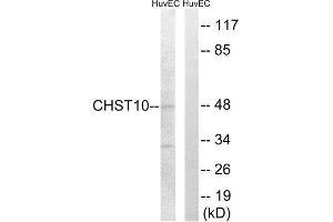Western Blotting (WB) image for anti-Carbohydrate Sulfotransferase 10 (CHST10) (Internal Region) antibody (ABIN1850990) (CHST10 antibody  (Internal Region))