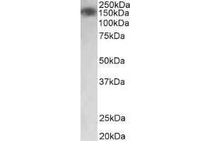 Image no. 1 for anti-Myosin Light Chain Kinase (MYLK) (AA 1721-1734) antibody (ABIN1103161) (MYLK antibody  (AA 1721-1734))