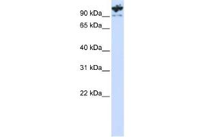 PCDHA6 antibody used at 1 ug/ml to detect target protein. (PCDHA6 antibody  (C-Term))
