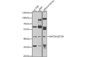 Western blot analysis of extracts of various cell lines, using KMT5A/KMT5A/SETD8 antibody (ABIN6132563, ABIN6147653, ABIN6147654 and ABIN6223142) at 1:1000 dilution.