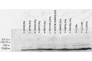 Western blot analysis of Rat Tissue lysates showing detection of GRP78 protein using Rabbit Anti-GRP78 Polyclonal Antibody . (GRP78 antibody  (Atto 390))