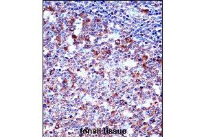 SPN/CD43 Antibody (Center) ((ABIN658006 and ABIN2846949))immunohistochemistry analysis in formalin fixed and paraffin embedded human tonsil tissue followed by peroxidase conjugation of the secondary antibody and DAB staining. (CD43 antibody  (AA 230-257))