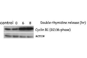 WB Image Sample (50 ug of HeLa whole cell lysate) antibody diluted at 1:5000 (Cyclin B1 antibody)
