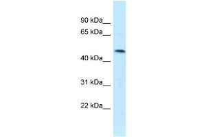 WB Suggested Anti-SQRDL Antibody Titration: 1. (SQRDL antibody  (Middle Region))