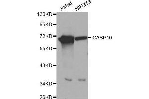 Western blot analysis of extracts of Jurkat and NIH3T3 cells, using CASP10 antibody. (Caspase 10 antibody  (AA 220-521))