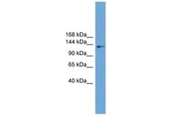 CCDC146 antibody  (AA 863-912)