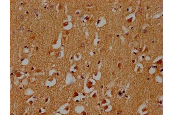 STXBP5 antibody  (AA 515-610)