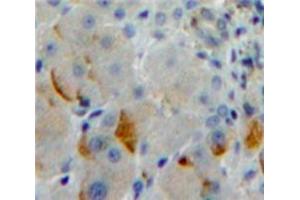 IHC-P analysis of Liver tissue, with DAB staining. (Protocadherin 1 antibody  (AA 575-812))