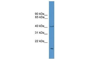 WB Suggested Anti-POFUT1  Antibody Titration: 0. (POFUT1 antibody  (Middle Region))