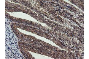 Image no. 2 for anti-Crystallin, Zeta, Homolog antibody (ABIN1497658) (CRYZL1 antibody)