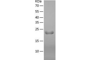 Western Blotting (WB) image for Interferon, omega 1 (IFNW) (AA 24-195) protein (His tag) (ABIN7123509) (IFNW1 Protein (AA 24-195) (His tag))