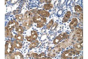 Image no. 1 for anti-Betaine--Homocysteine S-Methyltransferase (BHMT) (AA 327-376) antibody (ABIN320646) (BHMT antibody  (AA 327-376))