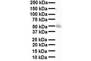 WB Suggested Anti-NRF1 antibody Titration: 1 ug/mL Sample Type: Human heart (NRF1 antibody  (Middle Region))