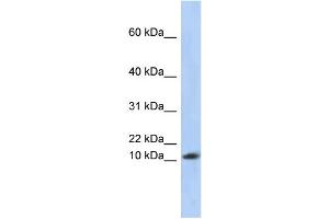 WB Suggested Anti-RPL30 Antibody Titration: 0. (RPL30 antibody  (Middle Region))