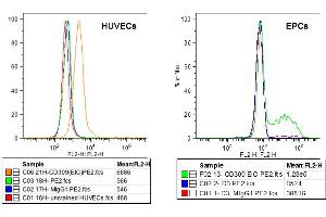 FACS analysis of VEGFR-2/KDR expression in HUVECs (left) and EPCs derived from PBMcs (right) using anti-VEGFR-2 (human), mAb (EIC)  at 5μg/ml and a PE goat anti-mouse IgG  at 5μg/ml. (VEGFR2/CD309 antibody)