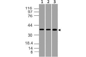 Image no. 1 for anti-Serine/threonine Kinase Receptor Associated Protein (STRAP) (AA 100-330) antibody (ABIN5027552) (STRAP antibody  (AA 100-330))