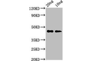 Western Blot Positive WB detected in Recombinant protein All lanes: cas3 antibody at 3. (Cas3 (AA 120-226) antibody)