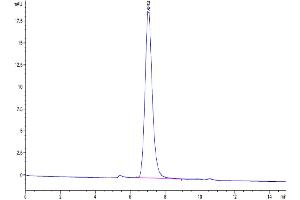 The purity of Human LAIR1 is greater than 95 % as determined by SEC-HPLC.