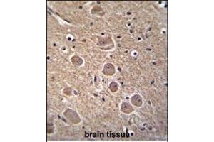 TP53INP1 Antibody (N-term) (ABIN655688 and ABIN2845147) immunohistochemistry analysis in formalin fixed and paraffin embedded human brain tissue followed by peroxidase conjugation of the secondary antibody and DAB staining. (TP53INP1 antibody  (N-Term))