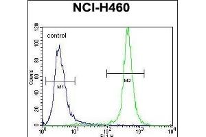 GABRA4 Antibody (Center) (ABIN656594 and ABIN2845855) flow cytometric analysis of NCI- cells (right histogram) compared to a negative control cell (left histogram). (GABRA4 antibody  (AA 333-361))