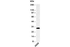 Western blot testing of human samples with SPIB antibody at 4ug/ml. (SPIB antibody  (C-Term))