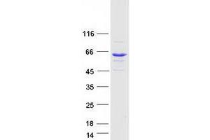 Western Blotting (WB) image for BAI1-Associated Protein 2-Like-1 (BAIAP2L1) protein (Myc-DYKDDDDK Tag) (ABIN2715144)